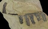 Pennsylvanian Fossil Fern (Alethopteris) - Kansas #65464-1